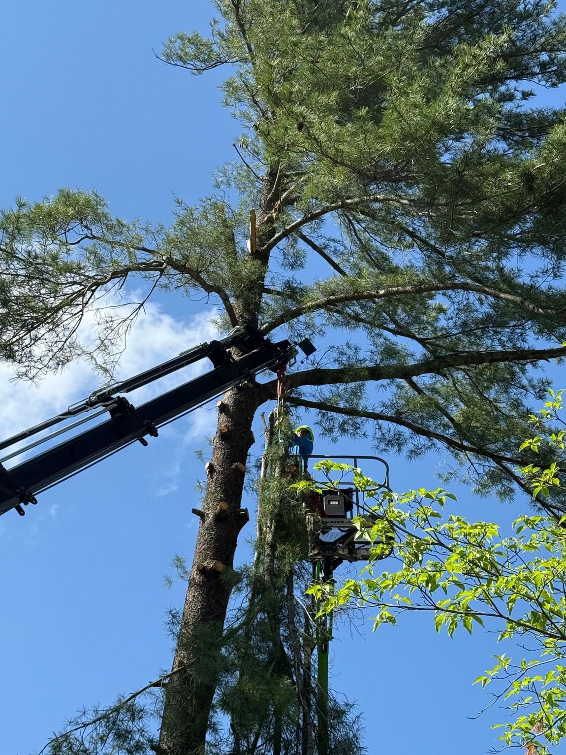 Tree Solutions truck