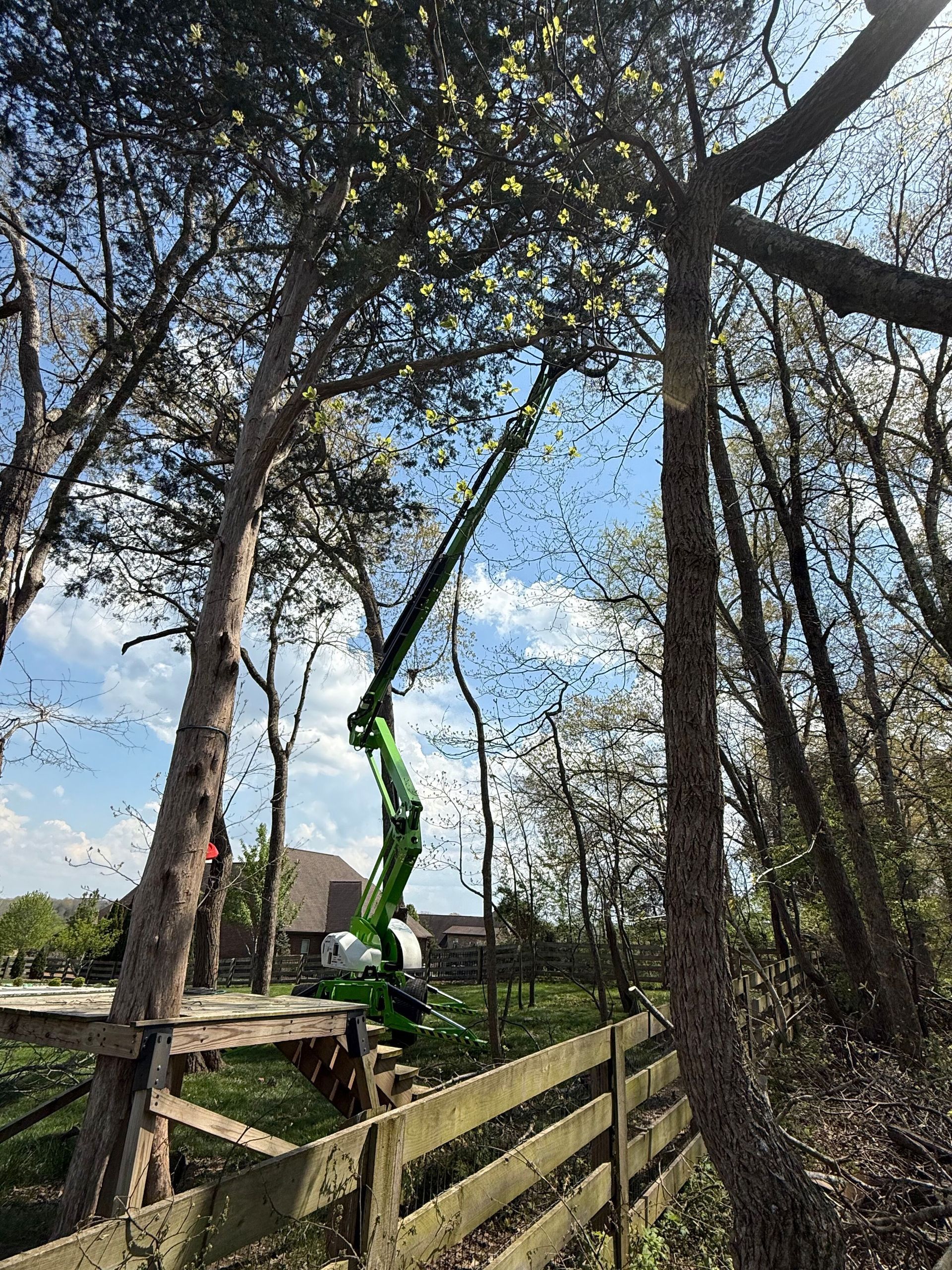 Tree Trimming